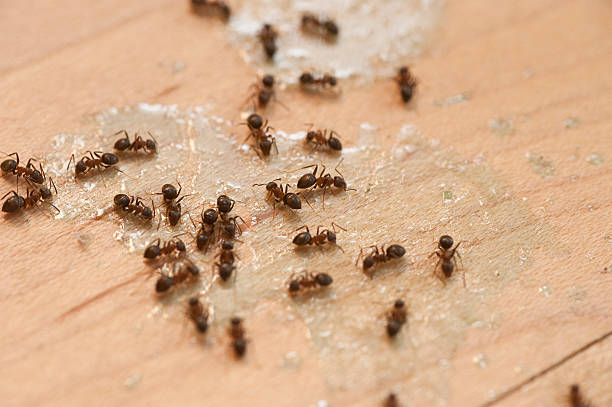 Best Affordable Pest Control Services  in Sergeant Bluff, IA